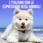 espressioni con gli animali