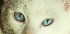 occhi di gatto
