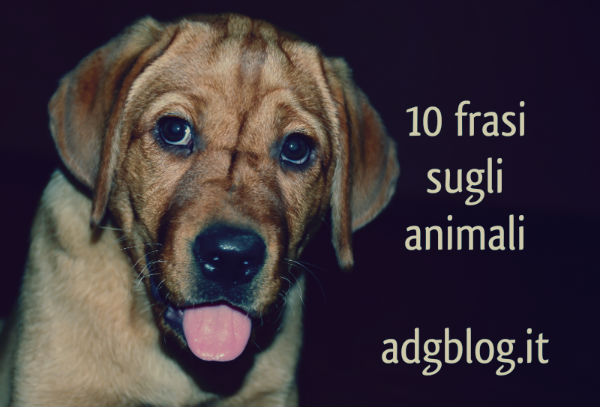 10 Frasi Sugli Animali Italianol2ls Adgblog