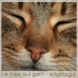 frasi italiane sui gatti