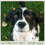 Le frasi sui cani