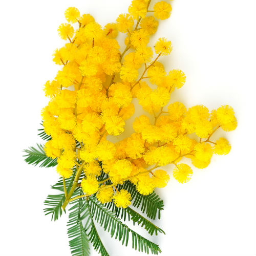 mimosa 8 marzo