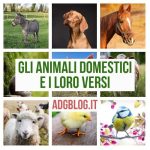 animali domestici e versi