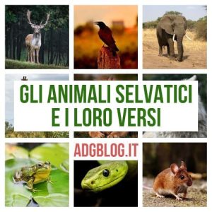 Animali selvatici e i loro versi