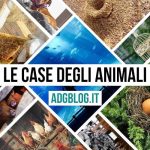 le case degli animali