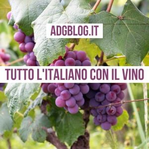 impara l'italiano con il vino