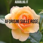 aforismi sulle rose