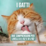 Comprensioni sui gatti